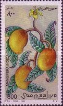 Mangifera indica