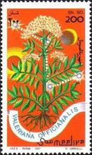 Valeriana officinalis