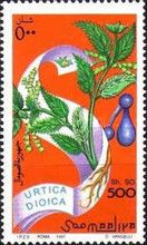 Urtica dioica
