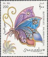 Butterfly