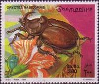 Oryctes nasicornis