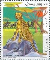 Cheetah (Acinonyx jubatus)