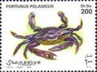 Blue Swimmer Crab (Portunus pelagicus)