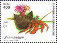Common Hermit Crab (Eupagurus bernhardus)