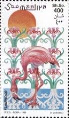 American Flamingo (Phoenicopterus ruber)