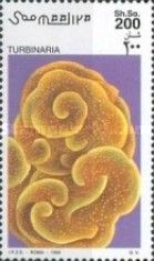 Disk Coral (Turbinaria sp.)