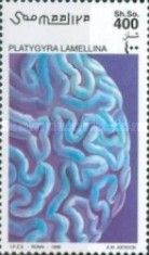 Hard Brain Coral (Platygyra lamellina)