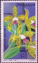 Cattleya guttata
