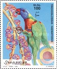 Coconut Lorikeet (Trichoglossus haematodus)
