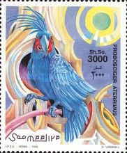 Palm Cockatoo (Probosciger aterrimus)
