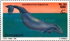 Grey Whale (Eschrichtius robustus)