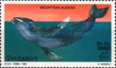 Humpback Whale (Megaptera nodosa)