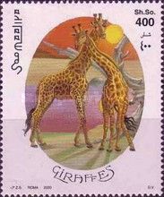 Giraffe (Giraffa camelopardalis)