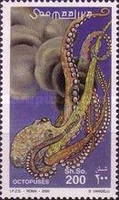 Common Octopus (Octopus vulgaris)
