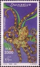 Common Octopus (Octopus vulgaris)