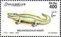Melanochusus niger