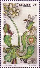 Dionaea muscipula