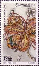 Drosera bulbosa