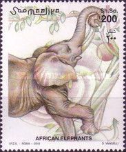 African Elephant (Loxodonta africana)