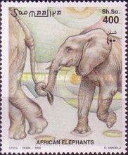 African Elephant (Loxodonta africana)