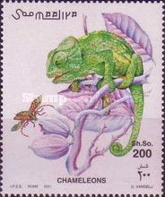 Chamaleo africanus