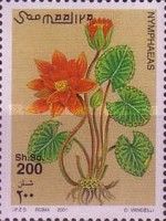 Nymphaea