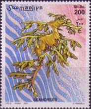 Leafy Seadragon (Phycodurus eques)