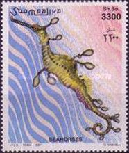 Weedy Seadragon (Phyllopteryx taeniolatus)