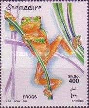 Tree Frog (Hyla sp.)
