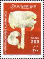 Hygrophorus aurantiaca