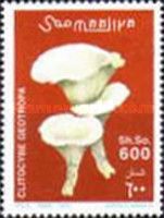 Clitocybe geotropa