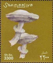 Leucoagaricus leucothites