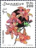 Tricyrtis hirta