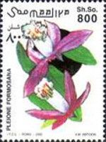 Orchid: Pleione formosana