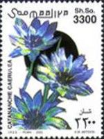 Catananche caerulea