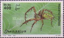 Green Lynx Spider (Peucetia viridans)