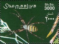 Wasp Spider (Argiope bruennichi)