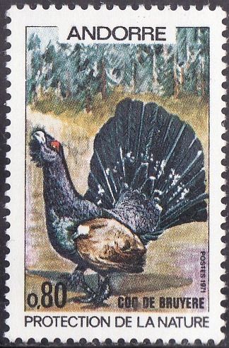 Capercaillie Cock (Tetrao urogallus)