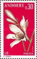 Paradisea liliastrum