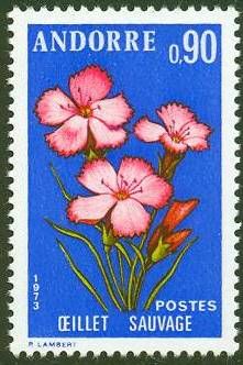 Carnation