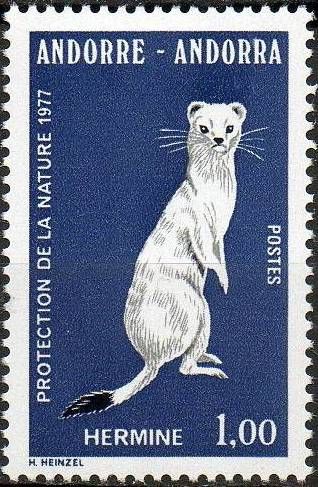 Stoat (Mustela erminea)