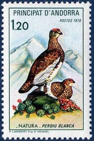 Ptarmigan (Lagopus muta pyrenaicus)