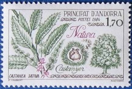 Sweet Chestnut (Castanea sativa)