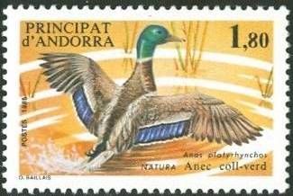 Mallard (Anas platyrhynchos)