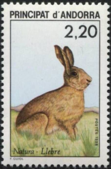 European Hare (Lepus europaeus)