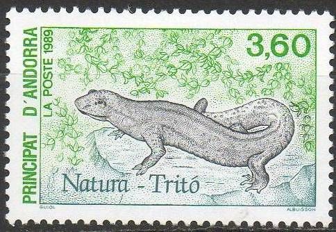 Pyrenean Brook Salamander (Calotriton asper)