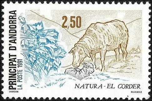 Sheep (Ovis ammon aries)