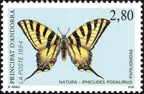Scarce Swallowtail (Iphiclides podalirus)