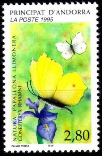 Brimstone (Gonepteryx rhamni)