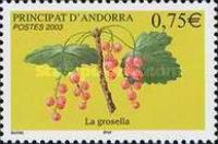 Red Currant (Ribes rubrum)